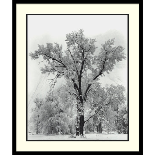 Reproduction d'œuvre encadrée « Chêne, tempête de neige, parc national de Yosemite - 1948 » d'Ansel Adams, 68,6 x 81,3 cm.