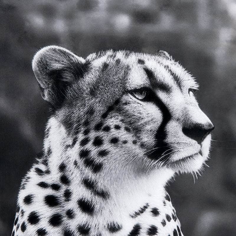 London Magazine Cover Framed Picture - 70 x 100cm