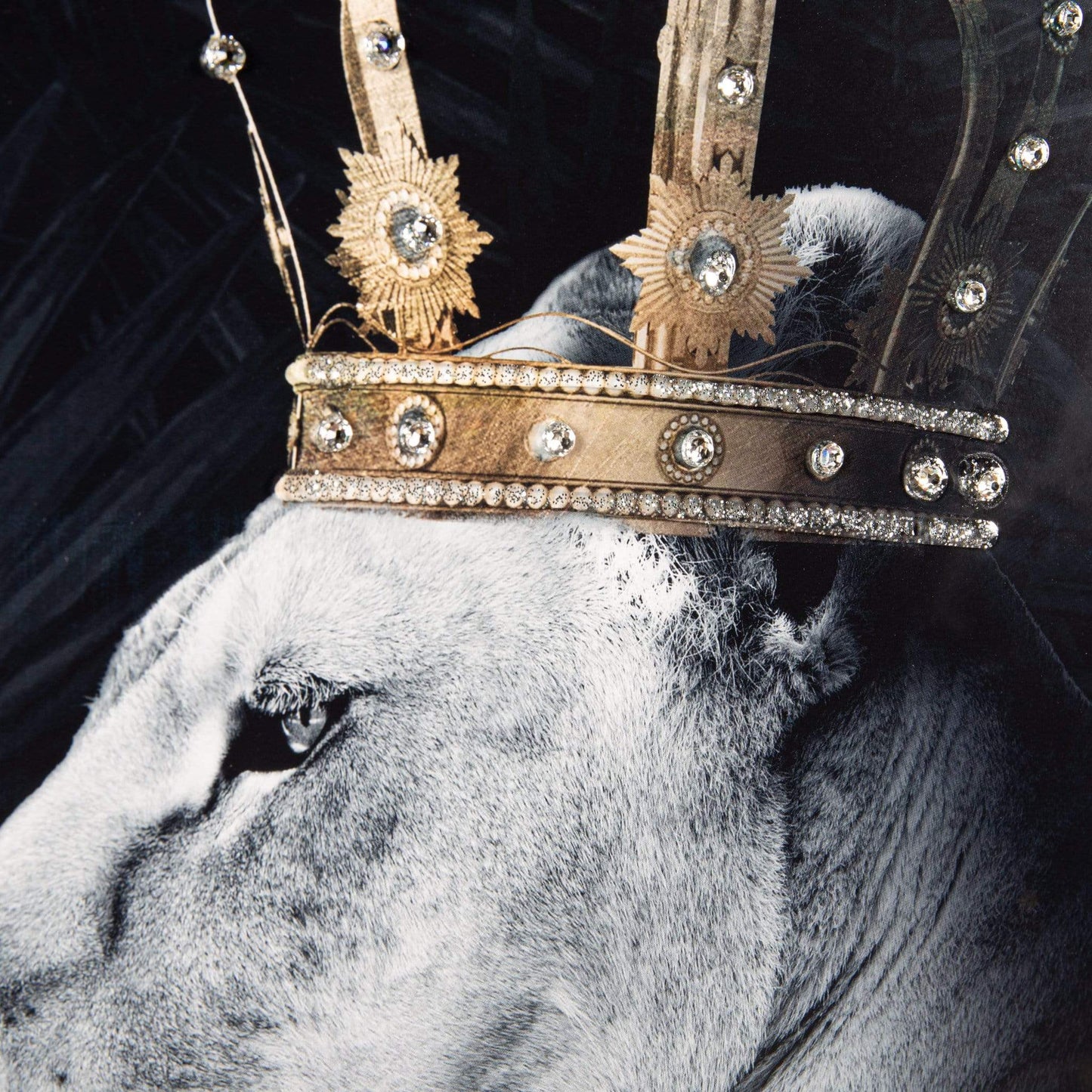 Lion Queen Small Framed Picture 55 x 55cm