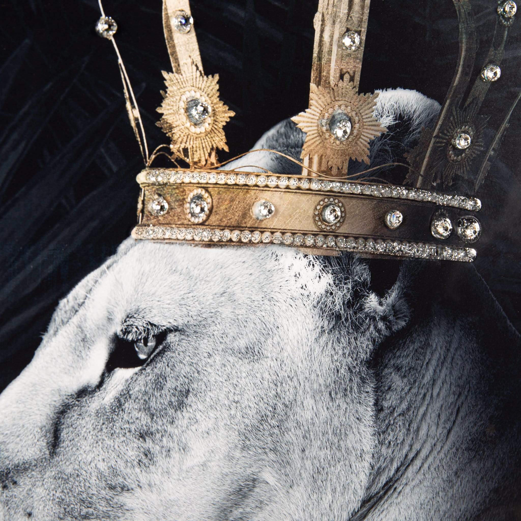 Lion Queen Small Framed Picture 55 x 55cm