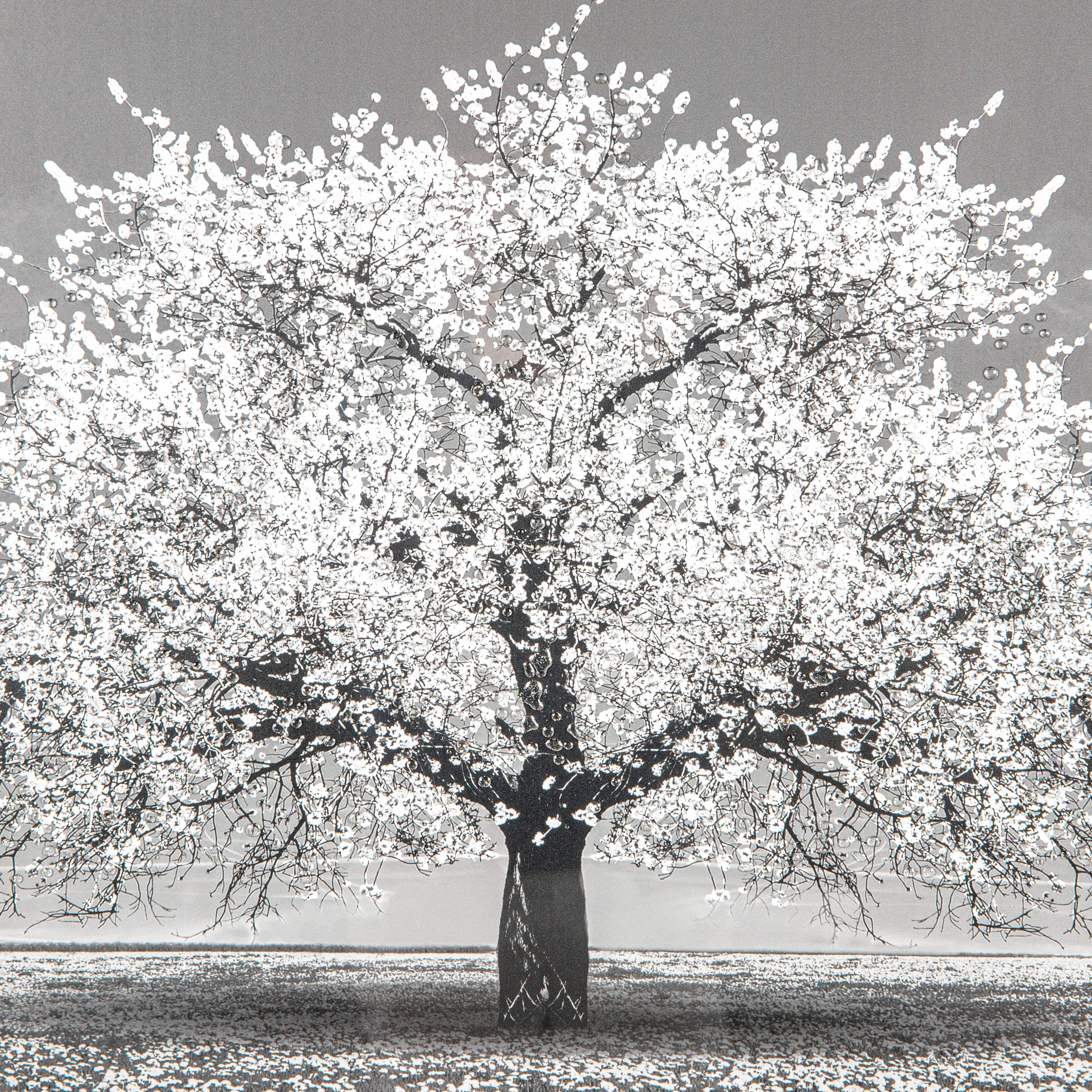 Shh White Cherry Tree Framed Picture 114 X 74